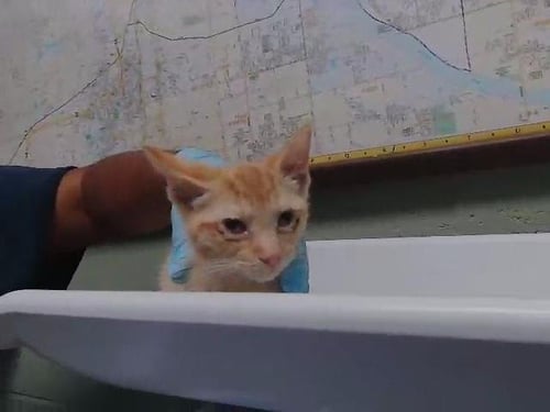 TEMPE - Domestic Short Hair for adoption in Broken Arrow