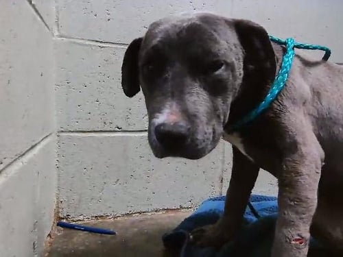 SWEETS - Pit Bull Terrier available for adoption