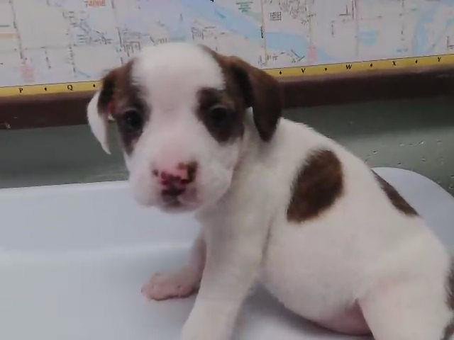 CINDERELLA - Parson Russell Terrier available for adoption