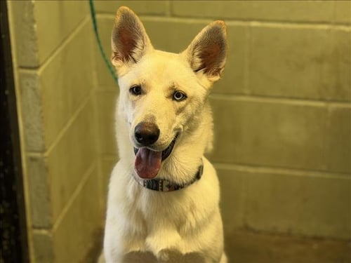 ATHENA - German Shepherd Dog available for adoption
