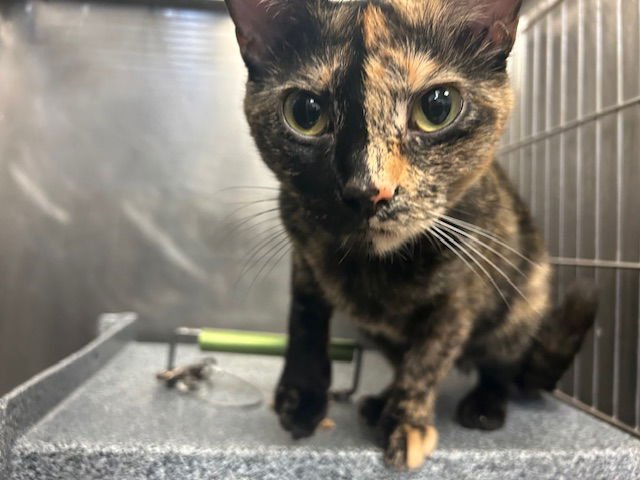 TALLY - Domestic Short Hair available for adoption