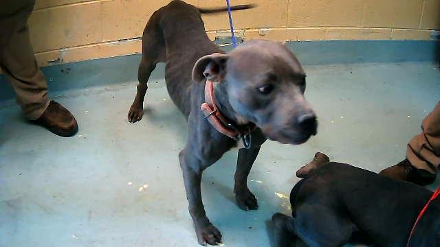 BLACK WIDOW - Pit Bull Terrier available for adoption