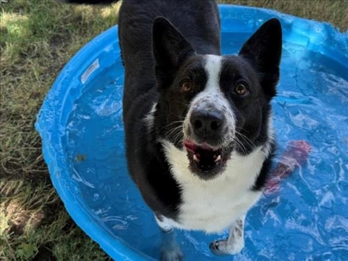 SNOOPY - Australian Cattle Dog/Blue Heeler available for adoption