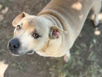 CHICA - Photo 1
