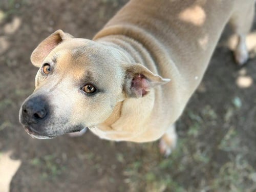 CHICA - Pit Bull Terrier available for adoption