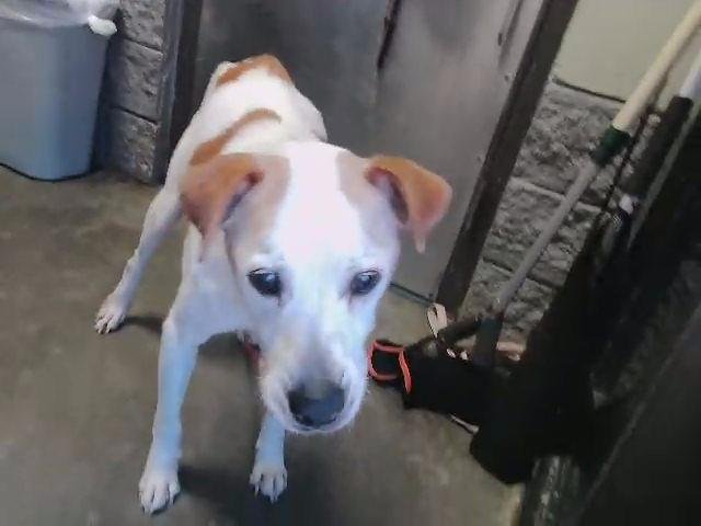 RON - Pit Bull Terrier available for adoption