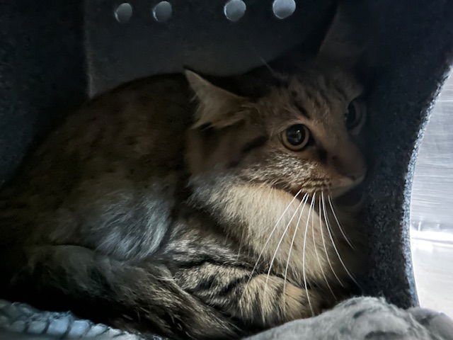 SISTRA - Domestic Medium Hair available for adoption