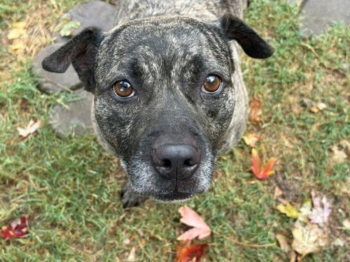 HELA - Pit Bull Terrier available for adoption