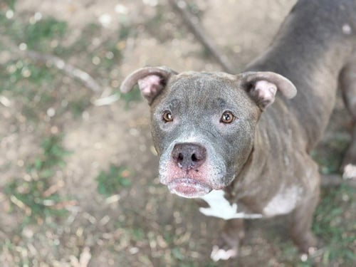 WILLOW - Pit Bull Terrier available for adoption