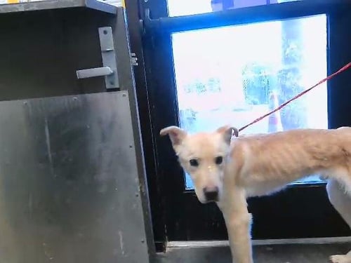 JAX - German Shepherd Dog available for adoption