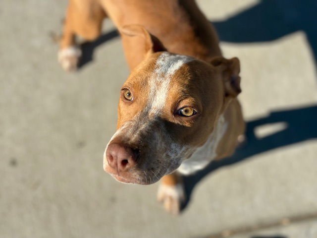 COCO - Pit Bull Terrier available for adoption