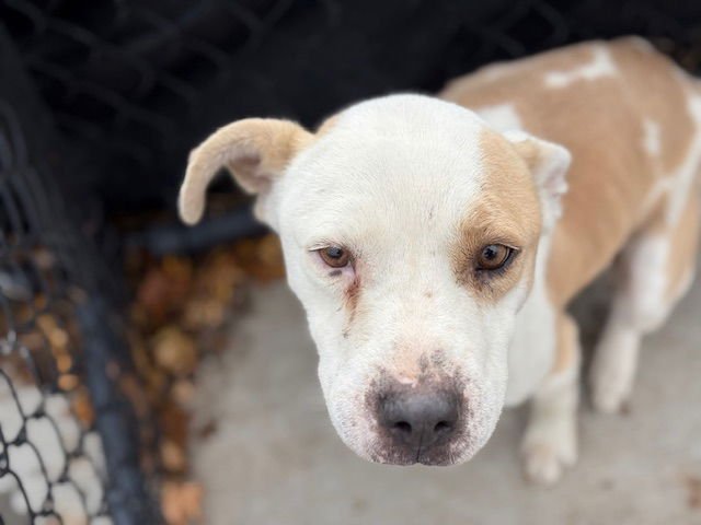 JENNY - Pit Bull Terrier available for adoption