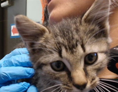 BUG - Domestic Short Hair available for adoption