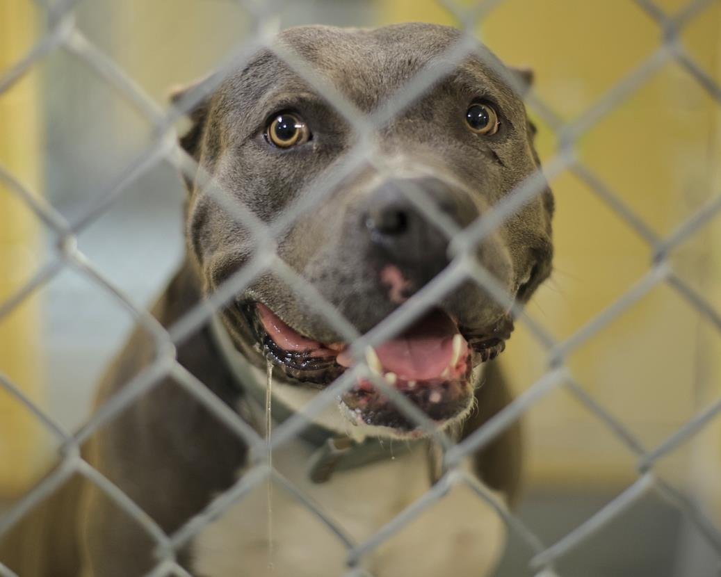 CECILIA - American Bulldog available for adoption