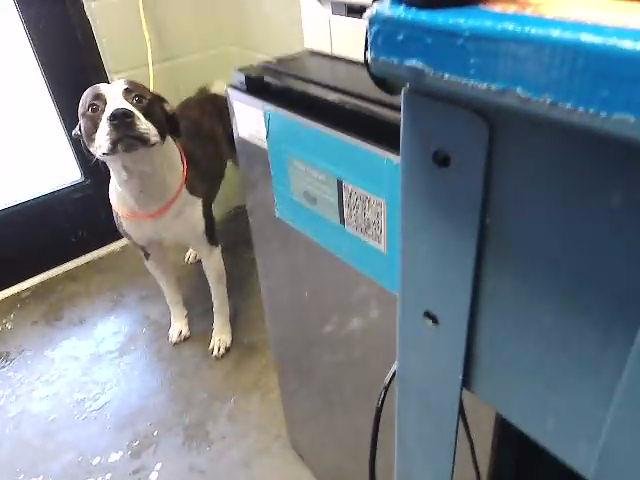 ROSCOE - Pit Bull Terrier available for adoption