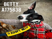 BETTY - Photo 1
