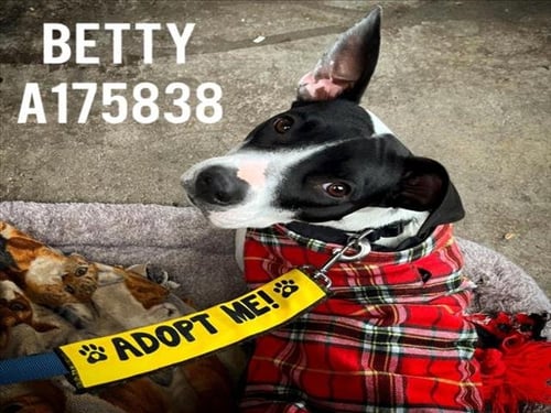 BETTY - Pit Bull Terrier available for adoption