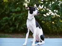 BETTY - Photo 1
