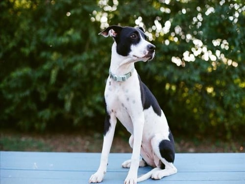 BETTY - Pit Bull Terrier available for adoption