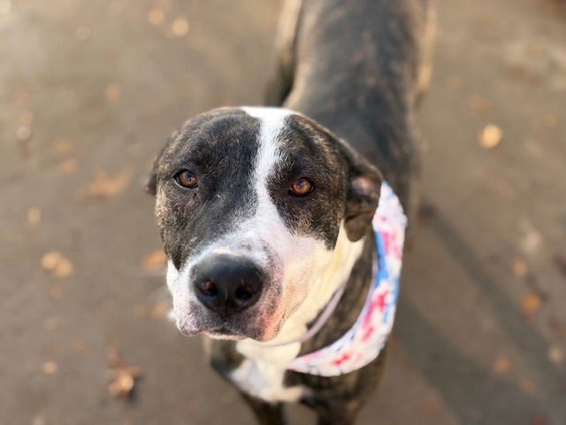 PRINCESS - Pit Bull Terrier available for adoption