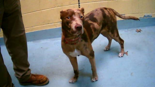 PUPPY - Catahoula Leopard Dog available for adoption