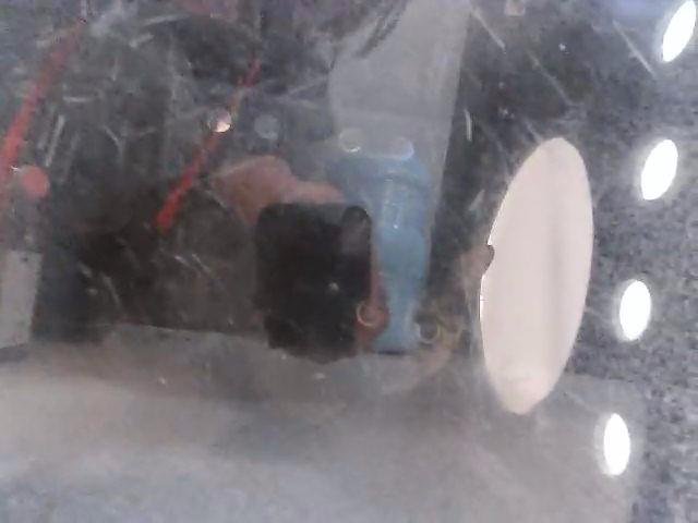 CINNAMON - Domestic Short Hair available for adoption