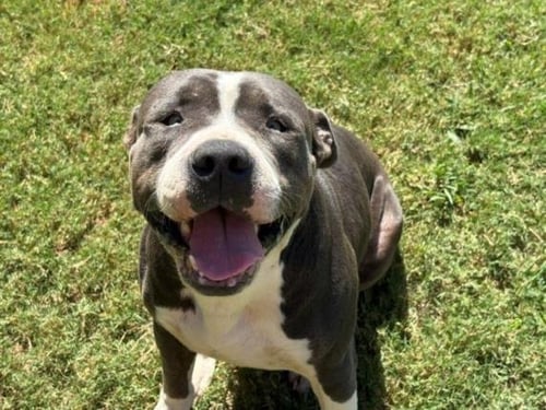 CLARENCE - Pit Bull Terrier available for adoption