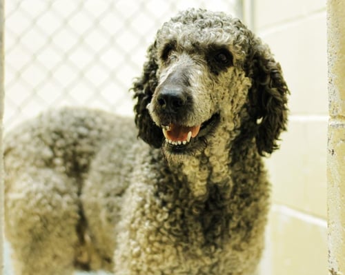 PERRY - Poodle (Standard) available for adoption