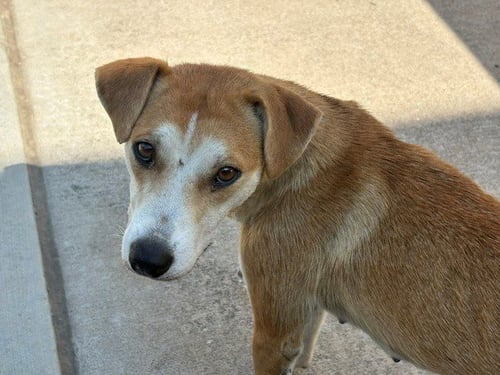 HELI - Pit Bull Terrier available for adoption