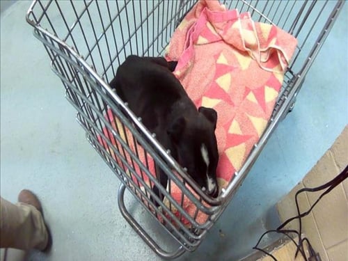 MARLIN - Labrador Retriever for adoption in Broken Arrow