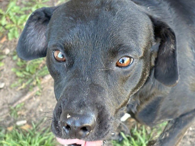 BB - Boxer / Pit Bull Terrier available for adoption