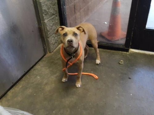 BLONDIE - Pit Bull Terrier available for adoption
