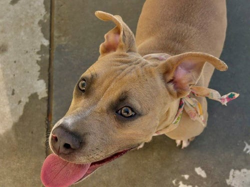 BLONDIE - Pit Bull Terrier available for adoption