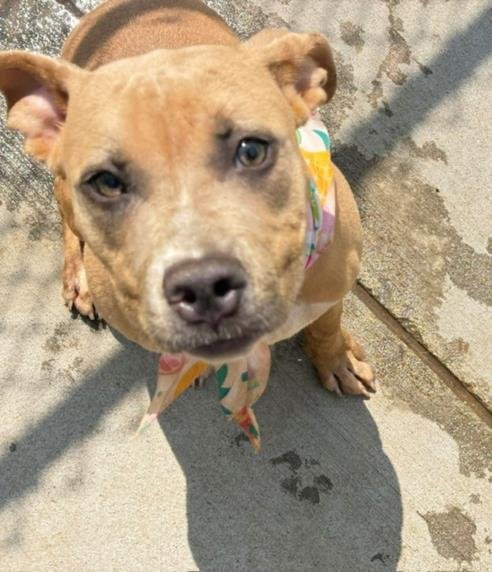 BLONDIE - Pit Bull Terrier available for adoption
