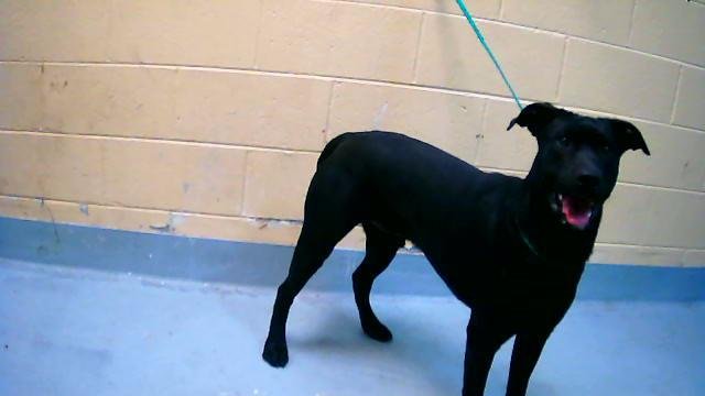 BIG - Labrador Retriever / Pit Bull Terrier available for adoption