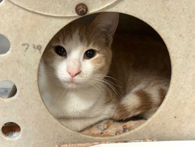 WALDO - Domestic Short Hair available for adoption