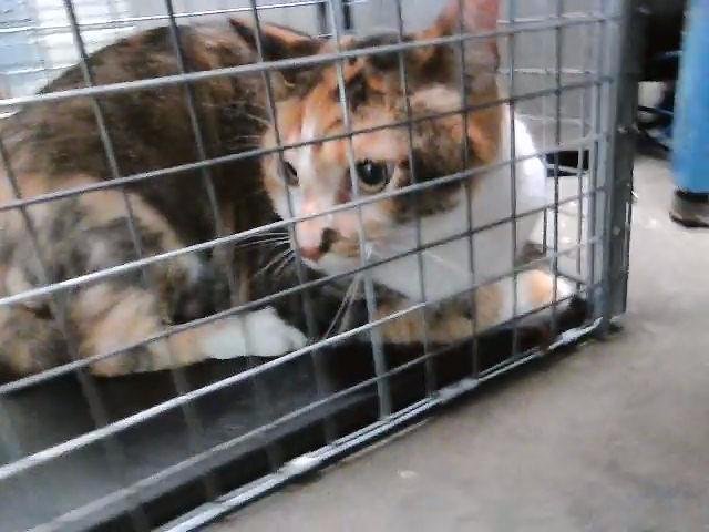 SAGE ROSE - Domestic Long Hair available for adoption