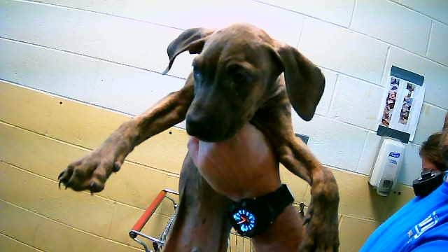 BATMAN - Pit Bull Terrier available for adoption