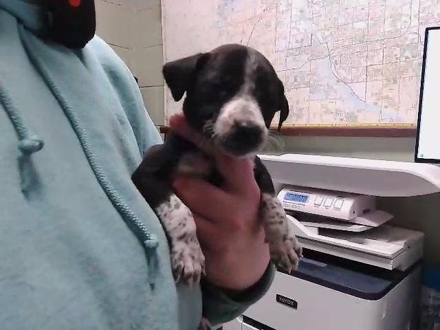 PUP THREESIE - Queensland Heeler available for adoption