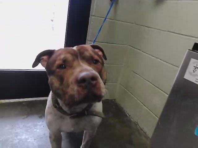 MR CRY - American Bulldog available for adoption