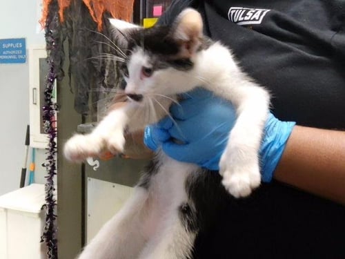 BONNIE - Domestic Short Hair available for adoption