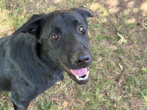 VICTORIA - German Shepherd Dog available for adoption