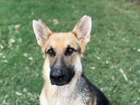 WINSTON - Photo 1