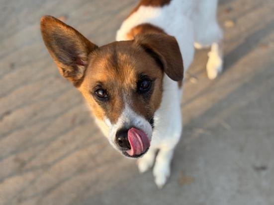 BUTTERS - Parson Russell Terrier available for adoption