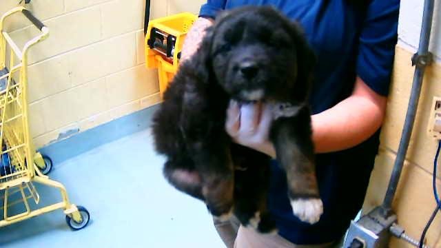 ANTHONY - German Shepherd Dog available for adoption