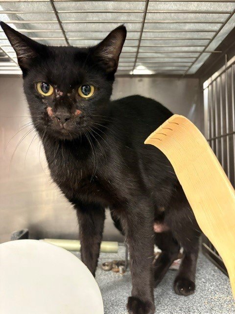 BUG - Domestic Short Hair available for adoption