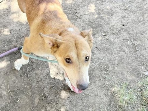 GIGET - Border Collie available for adoption