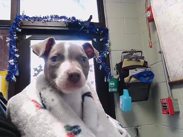 TIPSY - Pit Bull Terrier available for adoption