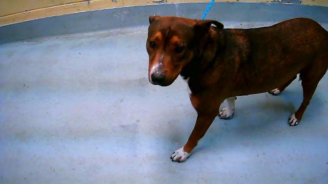 ROLLO - Carolina Dog available for adoption