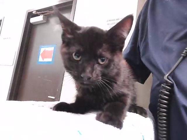 CYBORG - Domestic Short Hair available for adoption